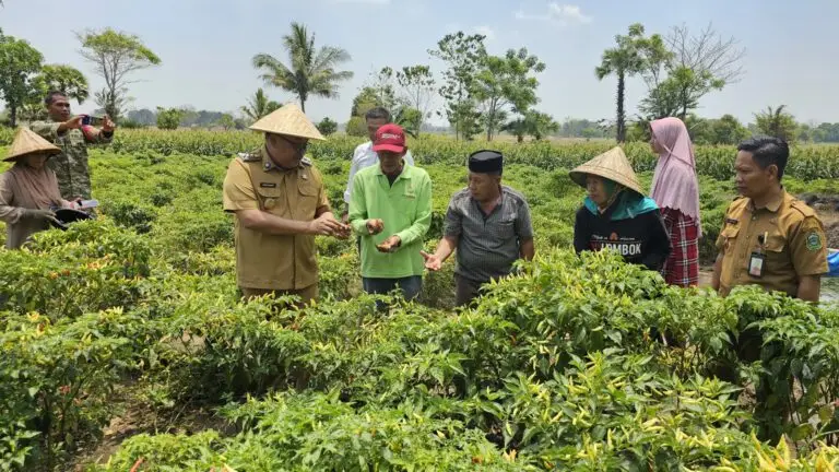 Bupati Daeng Manye Turun ke Lahan, Panen Cabai Bersama Warga